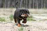 ROTTWEILER 269